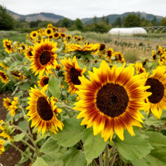 Sunflower, Ring of Fire (Organic)