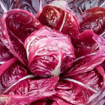 Organic Radicchio Rossa di Verona Arca Seeds