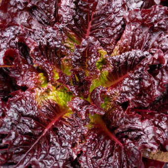 Organic Red Evolution Lettuce seed
