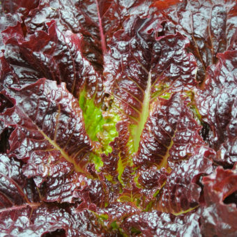 Red Evolution Red Evolution Lettuce