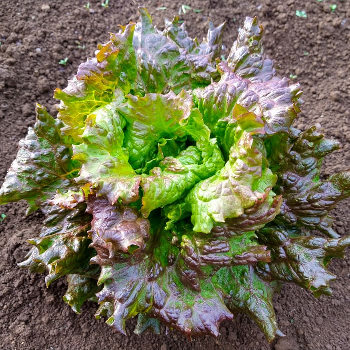Organic Red-tinged Winter Lettuce seed