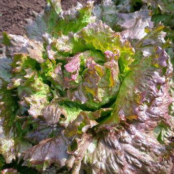 Red-Tinged Winter Lettuce Organic Red-tinged Winter Lettuce seed