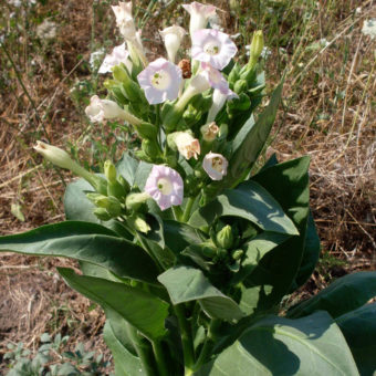 Tobacco, Shirazi (Organic)