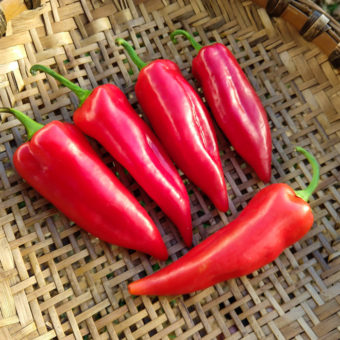 Organic Stocky Red Roaster Pepper seed