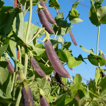 Sugar Snap Pea, Sugar Magnolia (Organic)