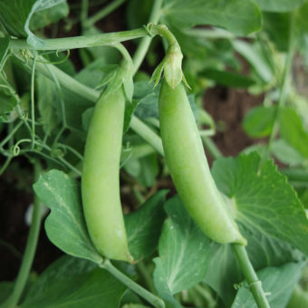 Sugaree Snap Pea Sugaree Snap Pea