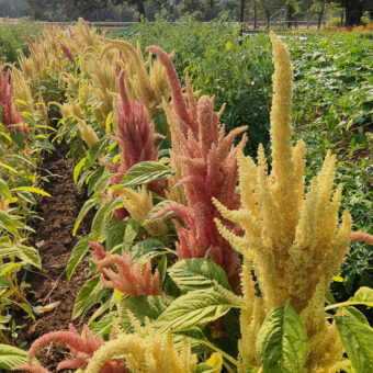 Sunset Goldilocks Amaranth