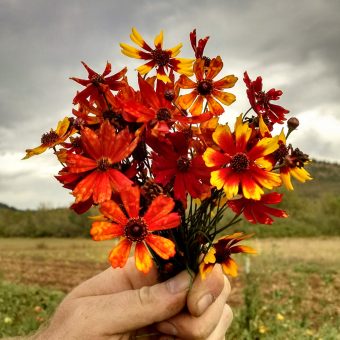 Organic Tiger Coreopsis seed