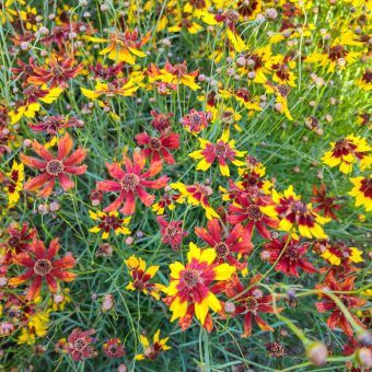 Organic Tiger Coreopsis Seed