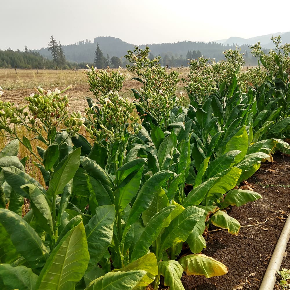Organic Massachusetts Wrapper Tobacco seeds