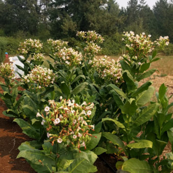Shirazi Tobacco
