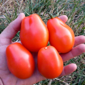 Organic Baylor Paste Tomato seed