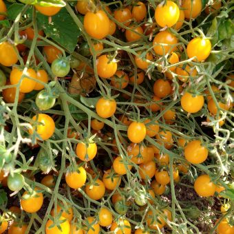 Organic Tomato Estonian Yellow Cherry Seed