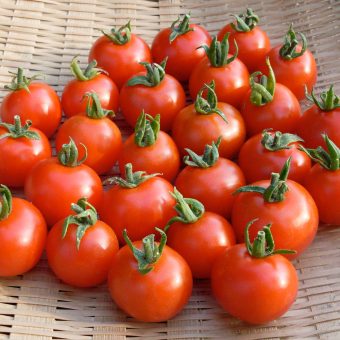 Organic Harvest Luck cherry tomato seed