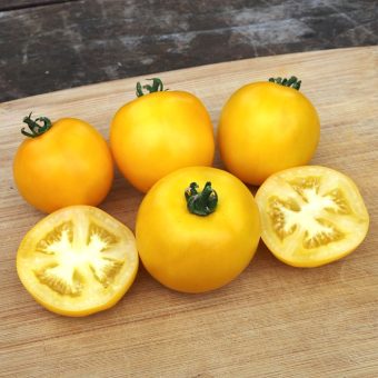 Organic Native Sun Tomato Seed