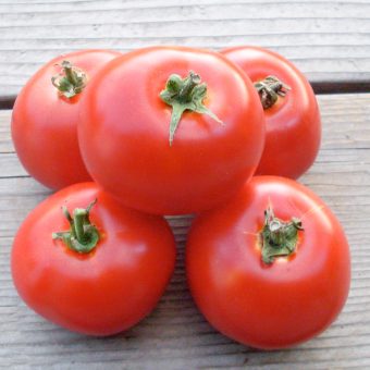 Organic Santiam Tomato Seed