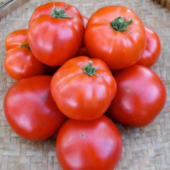 Organic Siletz Tomato seed