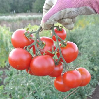 Tomato Deutsche Fleiss