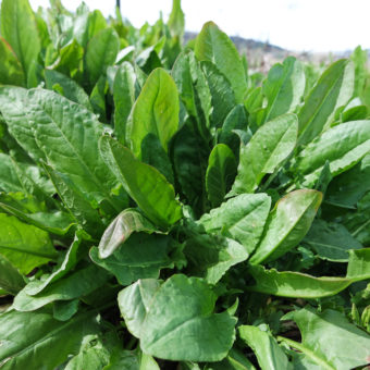 Transylvanian Sorrel