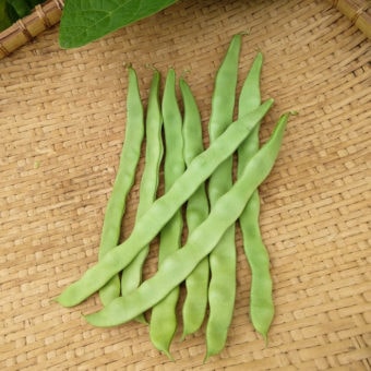 Pole Snap Bean, Trebona Romano (Organic)