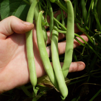 Wade bush snap bean Wade Bush Snap Bean