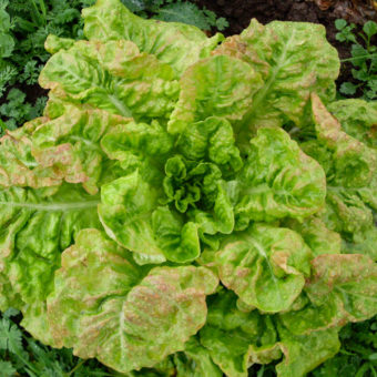 Organic white seeded samara Lettuce seed