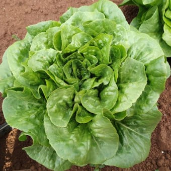 Organic Winter Density Lettuce Seeds