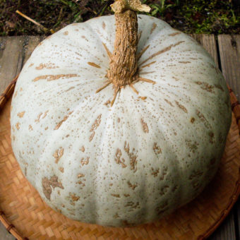 Organic Oregon Homestead Sweet Meat Squash seed