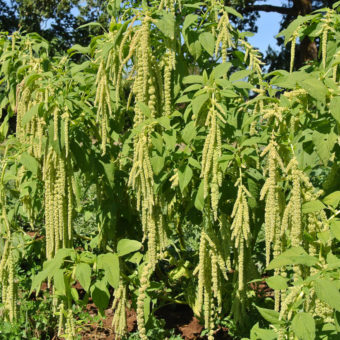 Green Tails Amaranth
