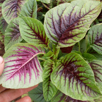 Amaranth, Miriah Leaf (Organic)