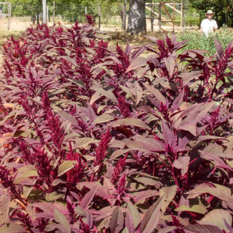 Rodale Red Leaf Grain Amaranth