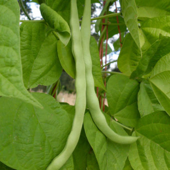 Pole Snap Bean, Trebona Romano (Organic) Pole Snap Bean, Trebona Romano (Organic)