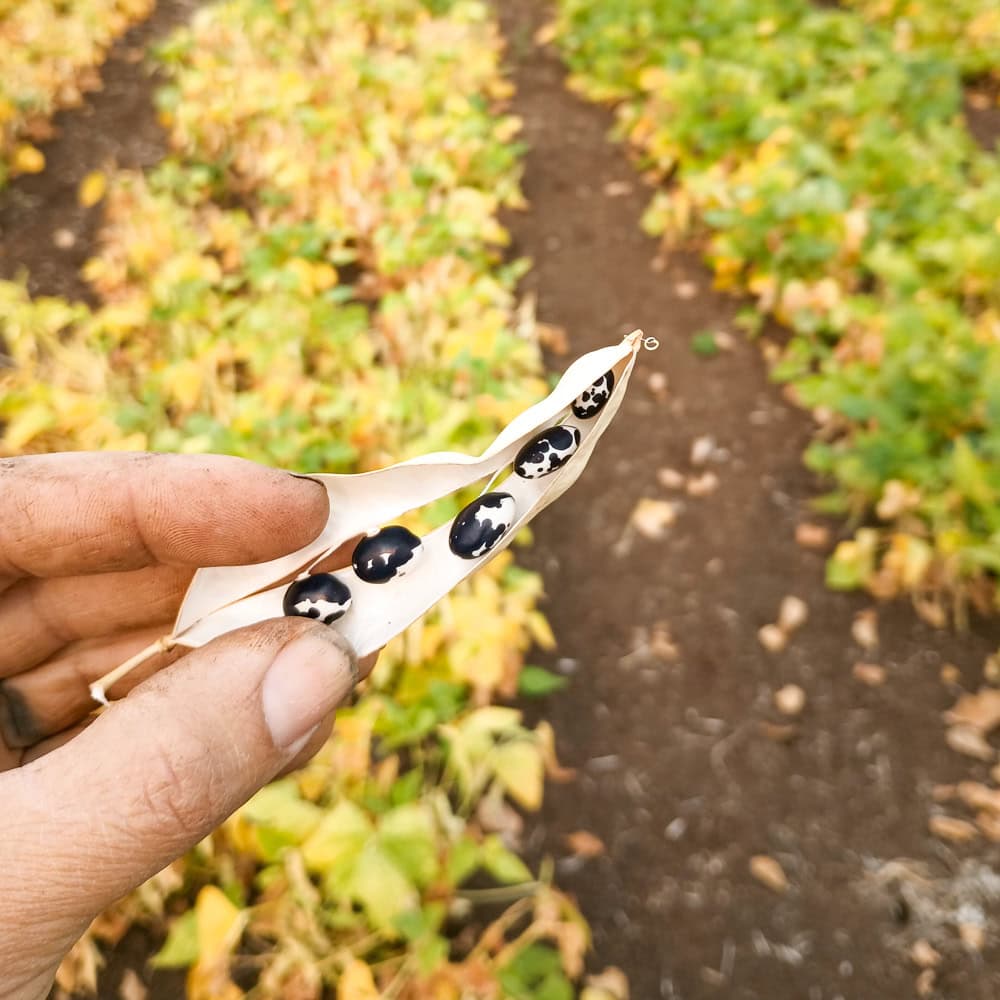 Bush Dry Bean, Wolverine's Orca (Organic) - Image 2