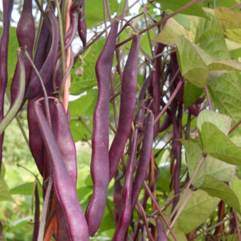 Kew Blue Pole Snap Bean Organic Kew Blue Pole Snap Bean seed