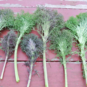 Kale, Bear Necessities (Organic)