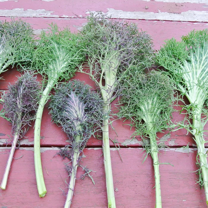 Kale, Bear Necessities (Organic)