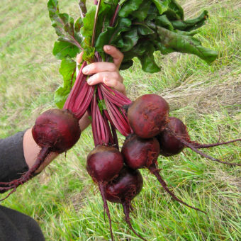 Kamuolini 2 Beet