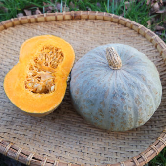 Organic Blue Kuri Squash Seed