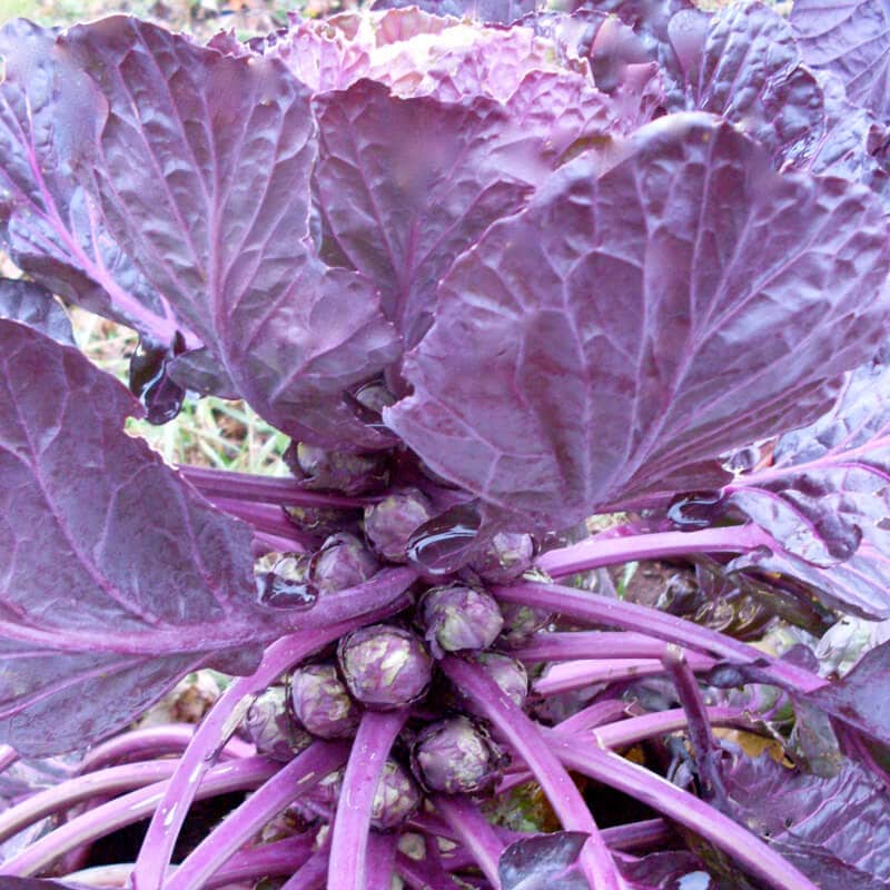 Brussels Sprouts, Red Bull (Organic)