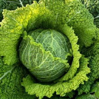 Chieftain Savoy Cabbage