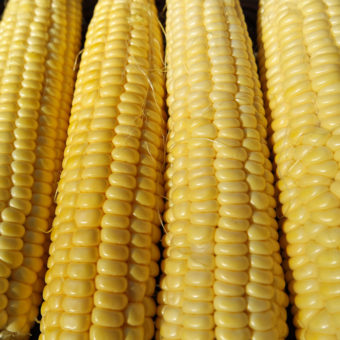 Organic Candy Mountain Sweet Corn Seed
