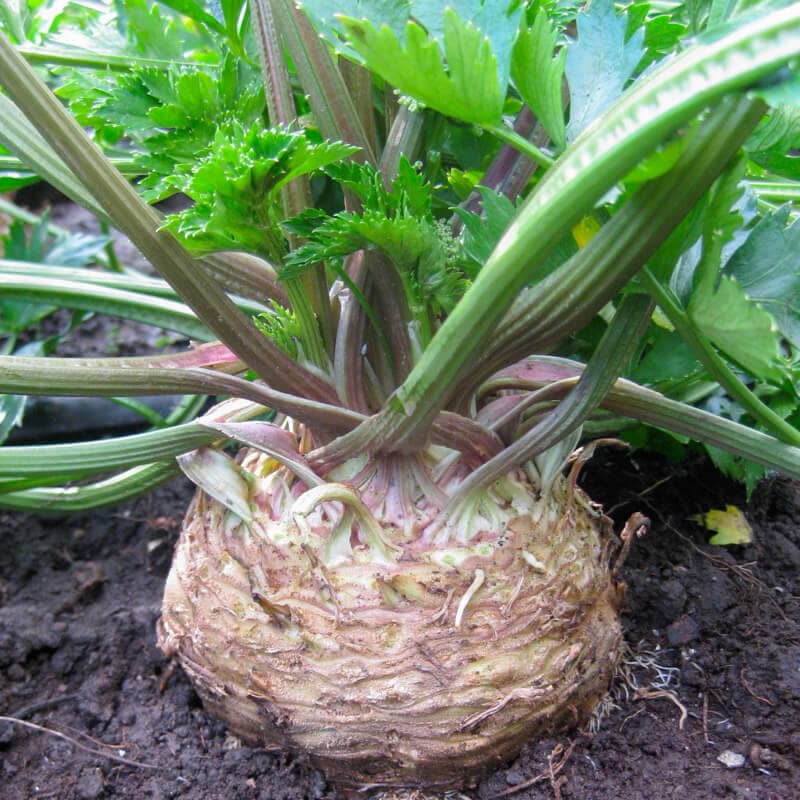 Celeriac, Tellus (Organic)