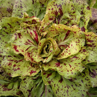 Chicory, Variegata di Castelfranco