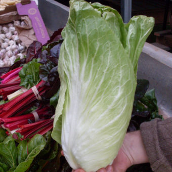 Chicory, Sugarloaf Borca (Organic)