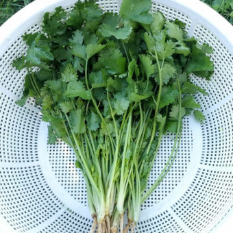 Standby Cilantro