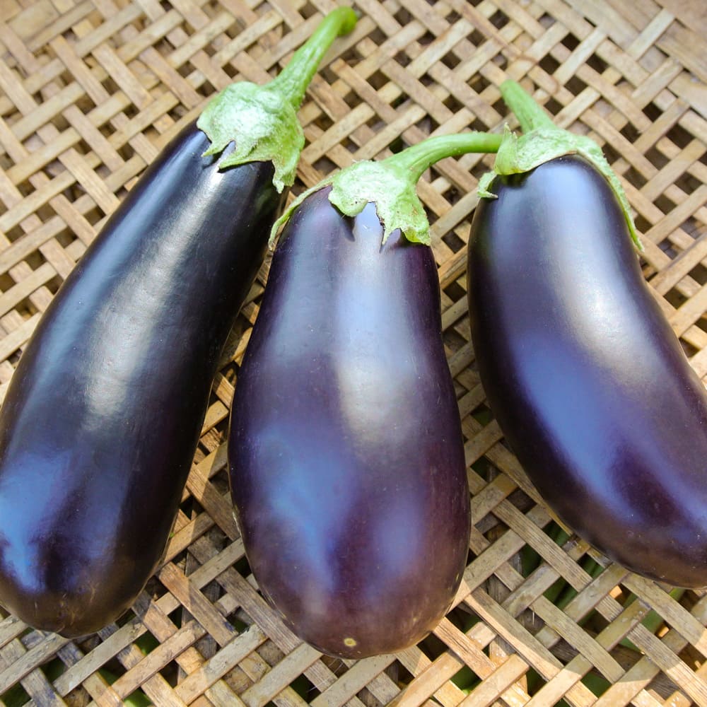 Eggplant, Diamond (Organic)