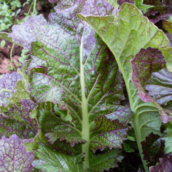 Organic Mustard, Dragon Tongue Ho Mi Z Seed
