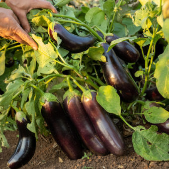 diamond eggplant plant photo