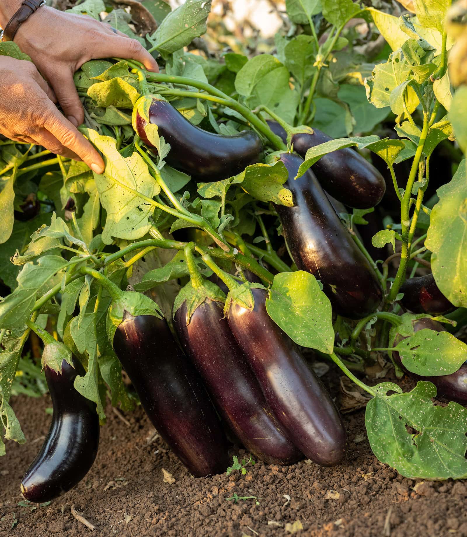 diamond eggplant plant photo