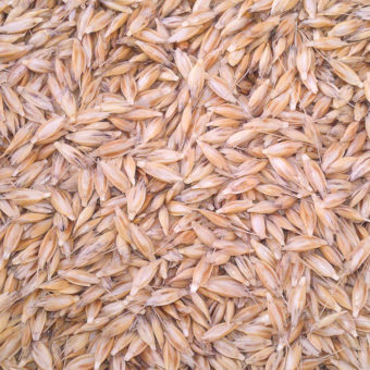 Einkorn seed